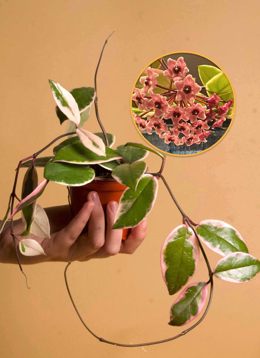 Hoya carnosa 'Flamingo dream'