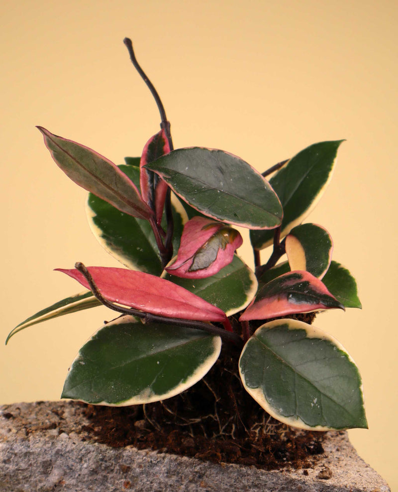 Hoya carnosa 'Flamingo dream'