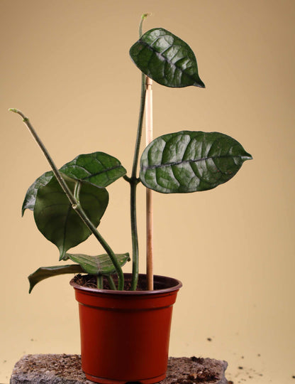 Hoya globulosa
