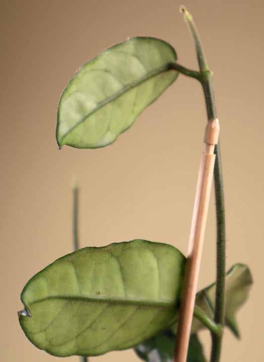 Hoya globulosa