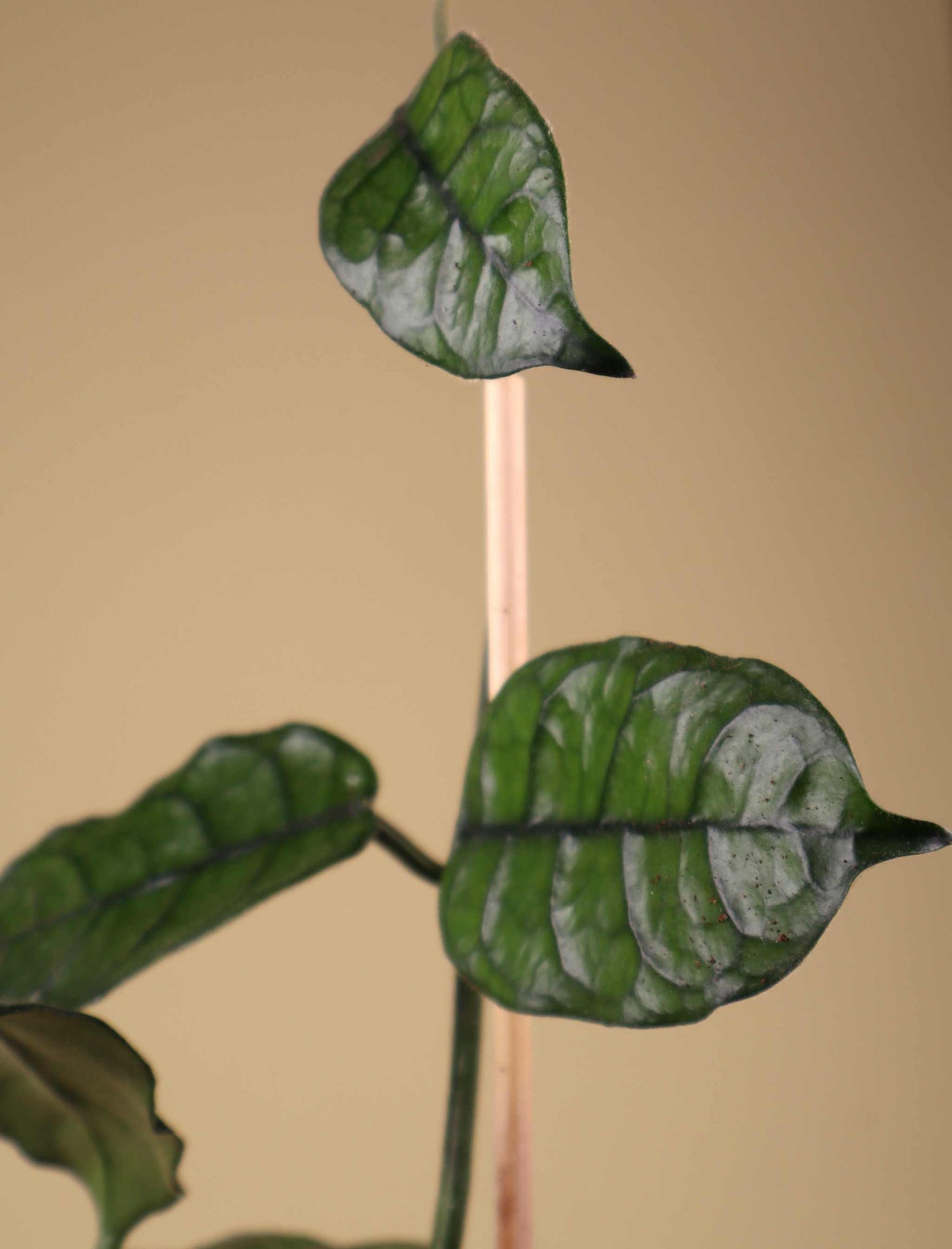Hoya globulosa