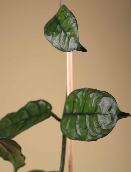 Hoya globulosa