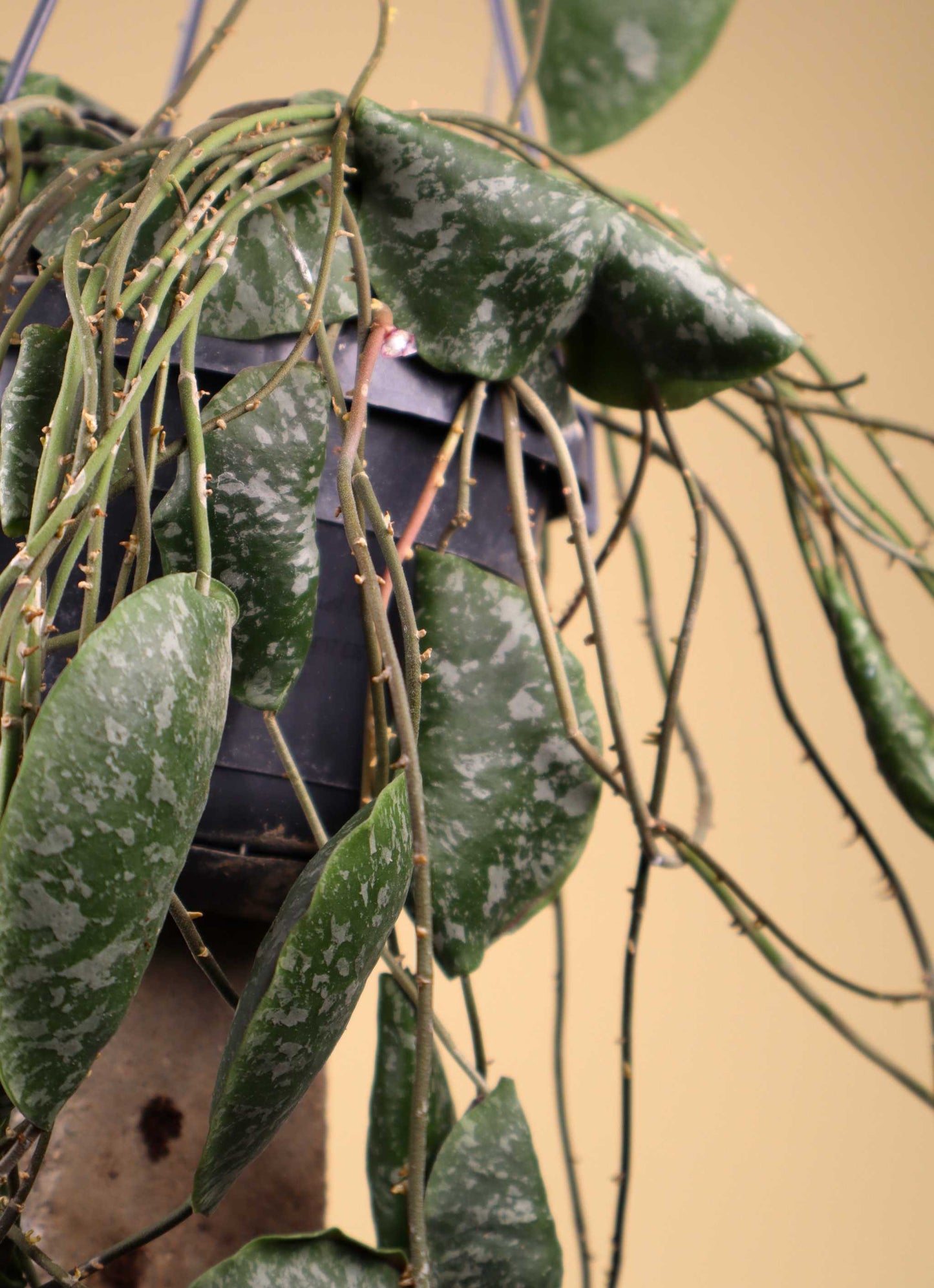 Hoya imbricata
