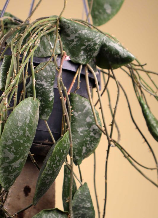Hoya imbricata