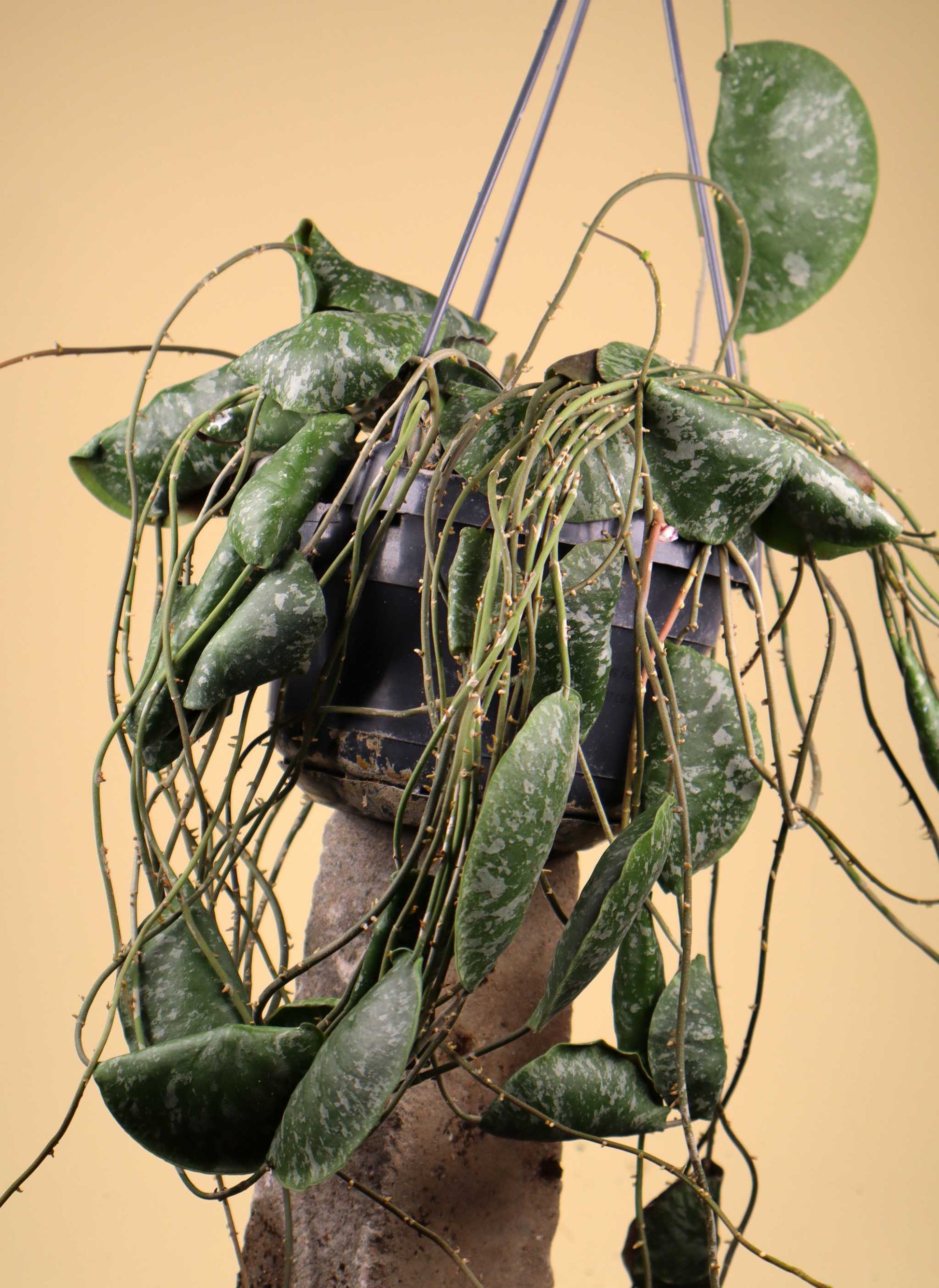 Hoya imbricata