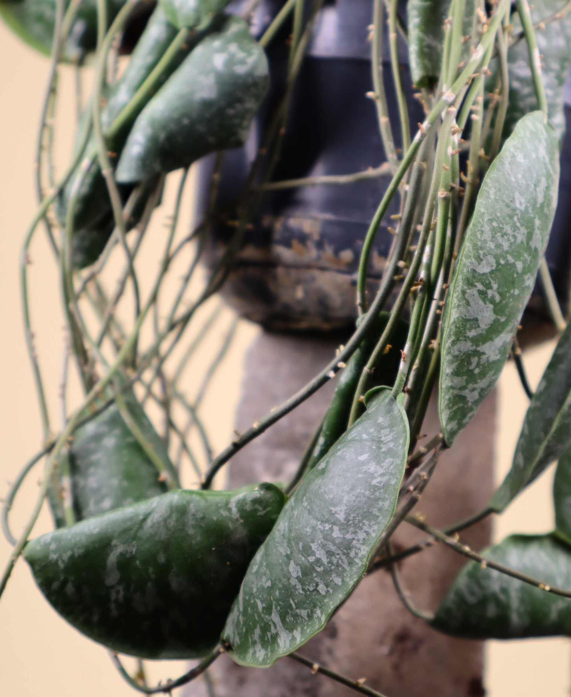 Hoya imbricata
