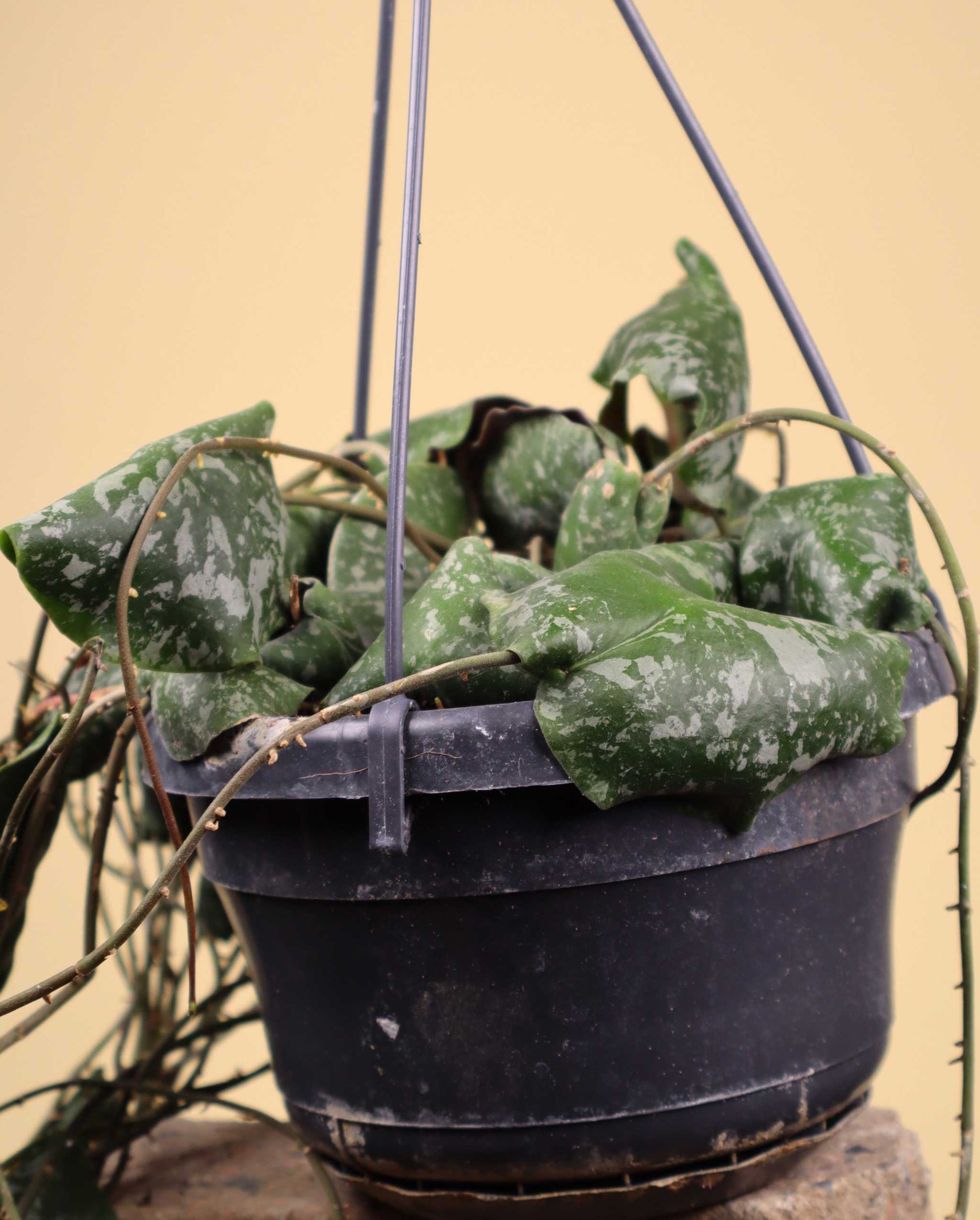 Hoya imbricata