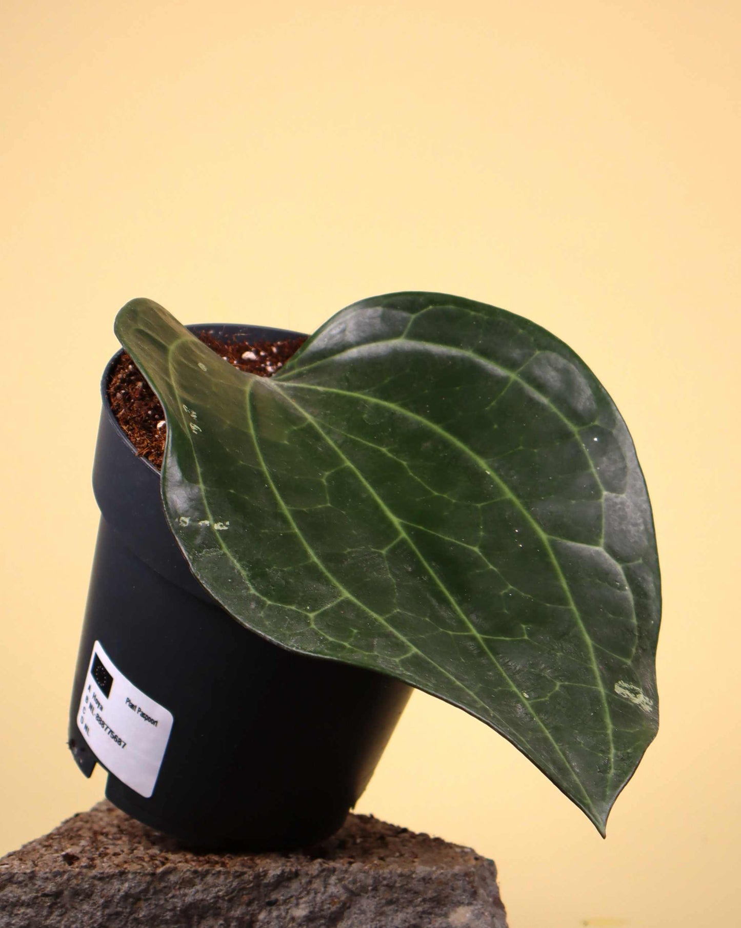 Hoya latifolia