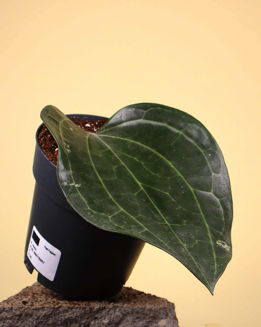 Hoya latifolia