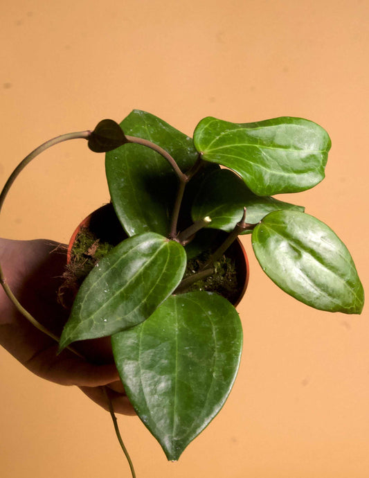 Hoya latifolia
