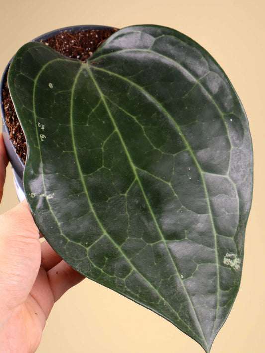 Hoya latifolia