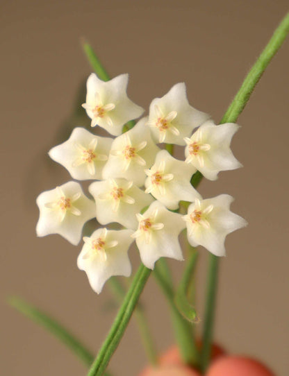 Hoya linearis