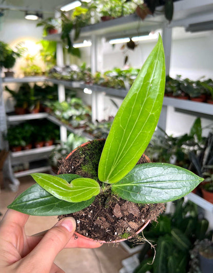 Hoya soligamiana