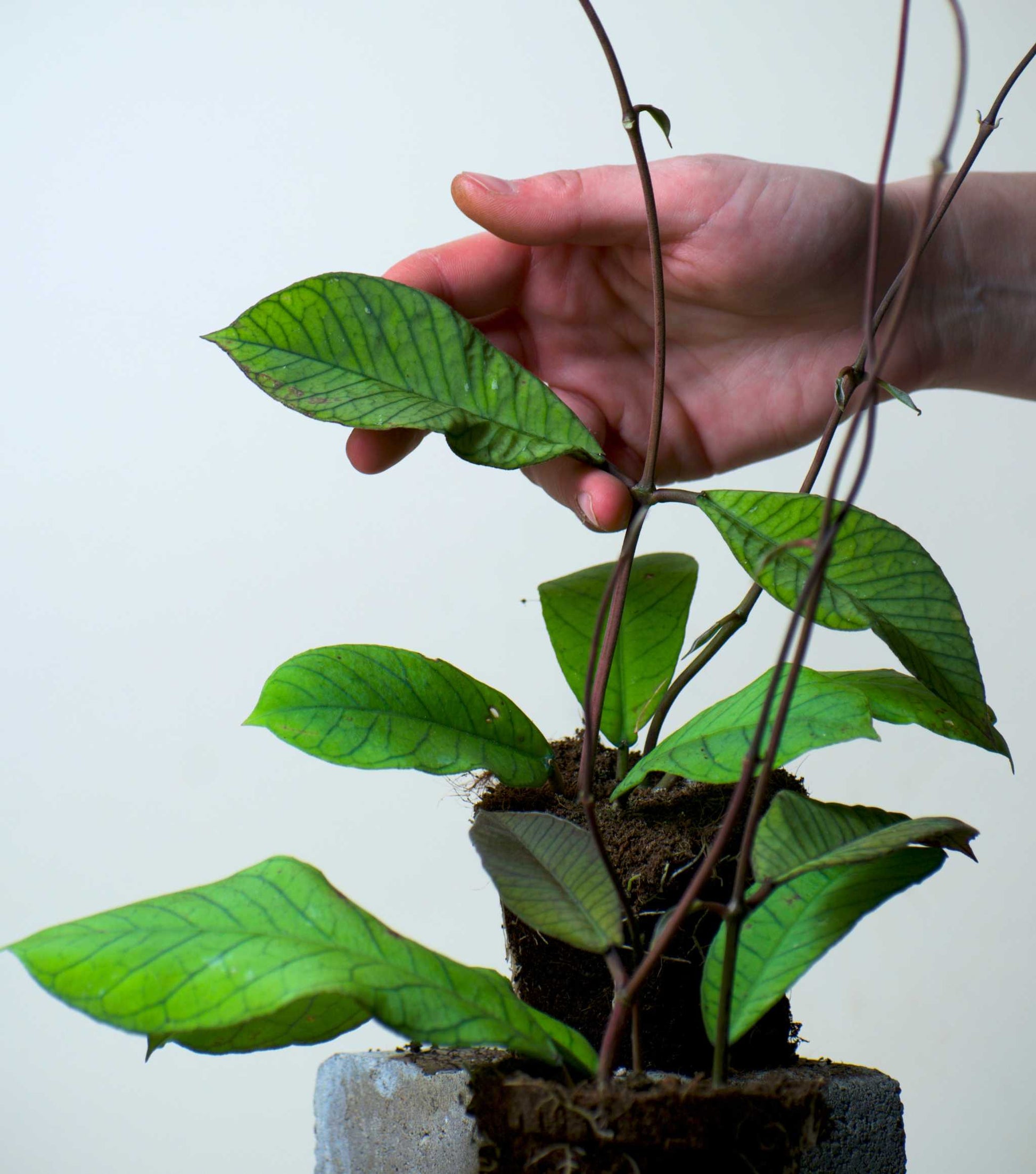 Hoya sp. sabah (RP013)