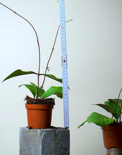 Hoya sp. sabah (RP013)