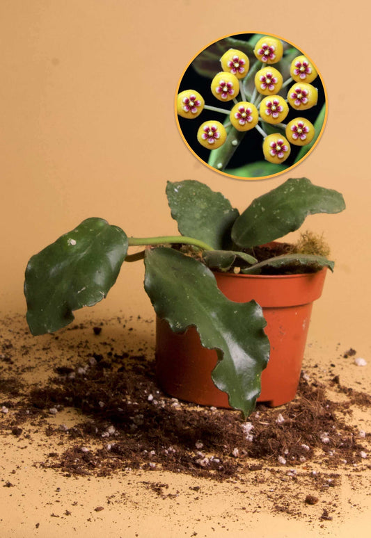Hoya waymaniae