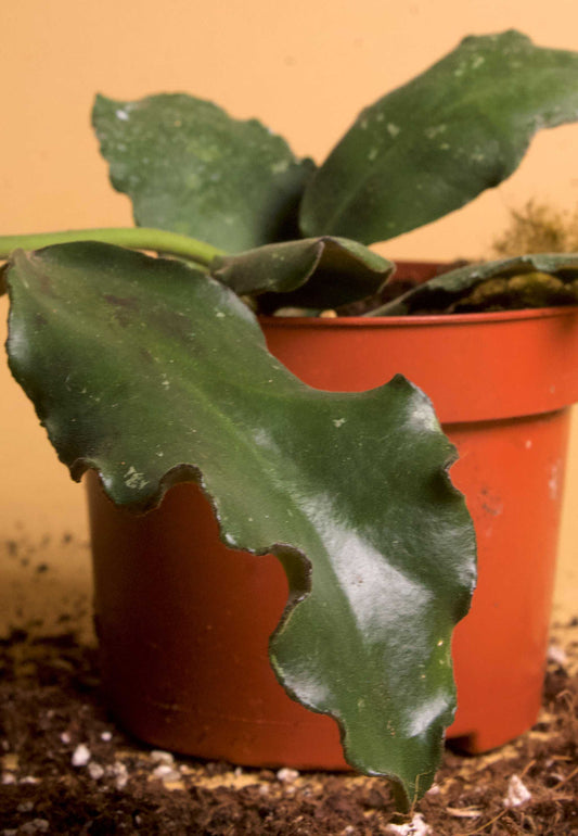 Hoya waymaniae