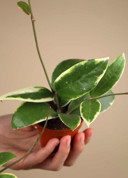 Hoya verticillata 'Albomarginata'