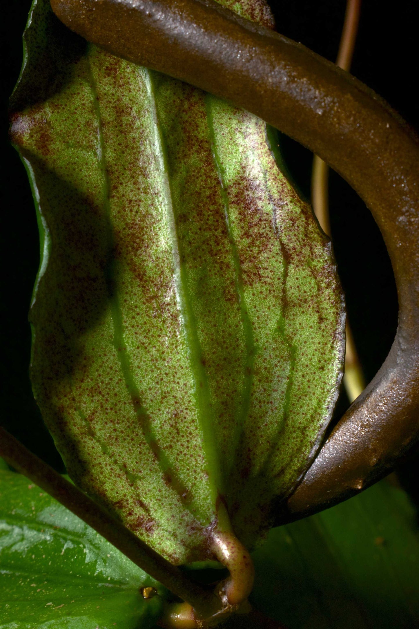 Hoya erythrina
