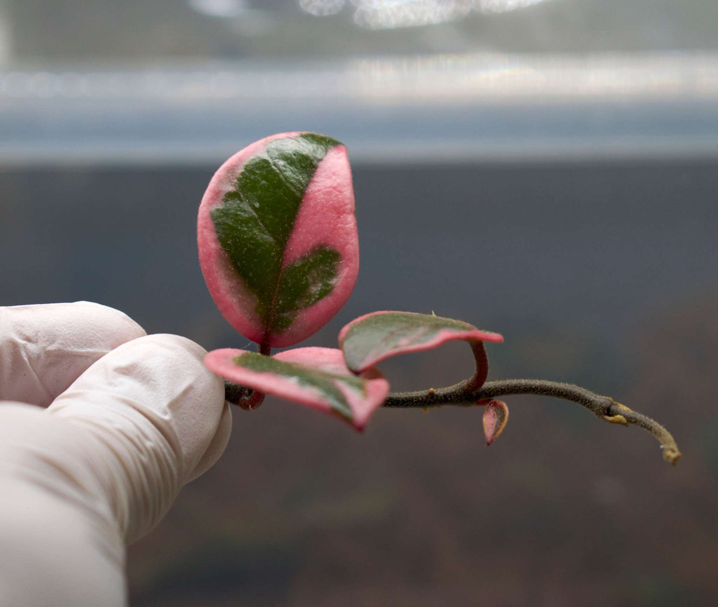 Hoya Carnosa 'Flamingo dream'