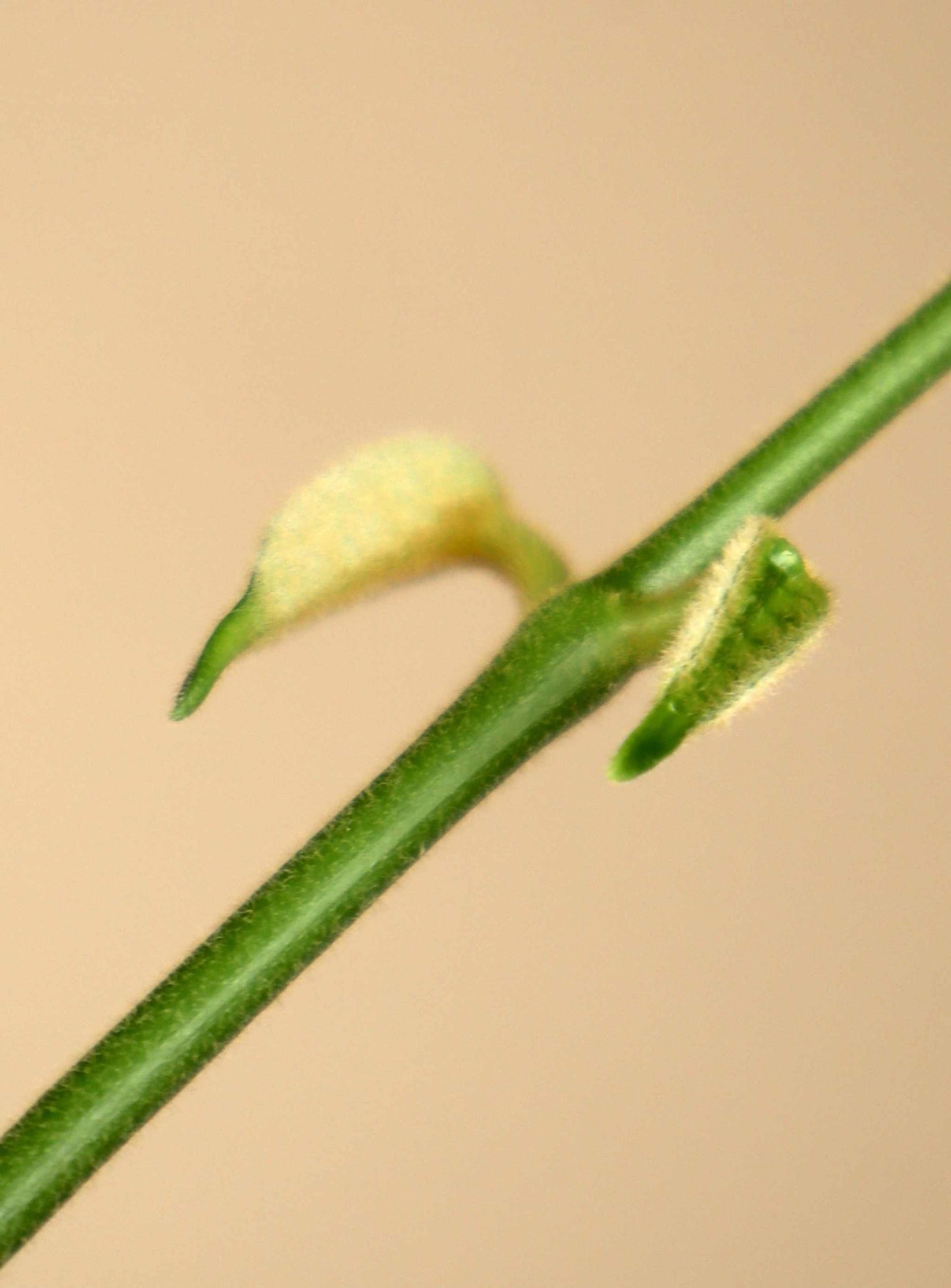 Hoya globulus