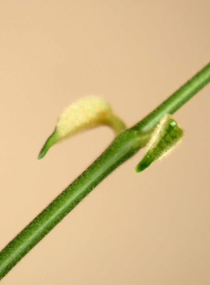 Hoya globulus