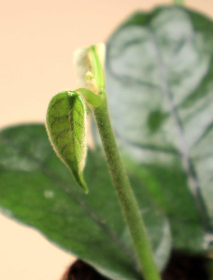 Hoya globulus