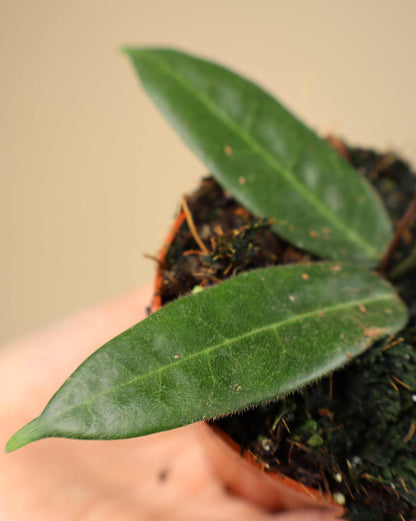 Hoya hypolasia