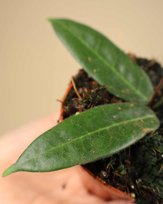 Hoya hypolasia