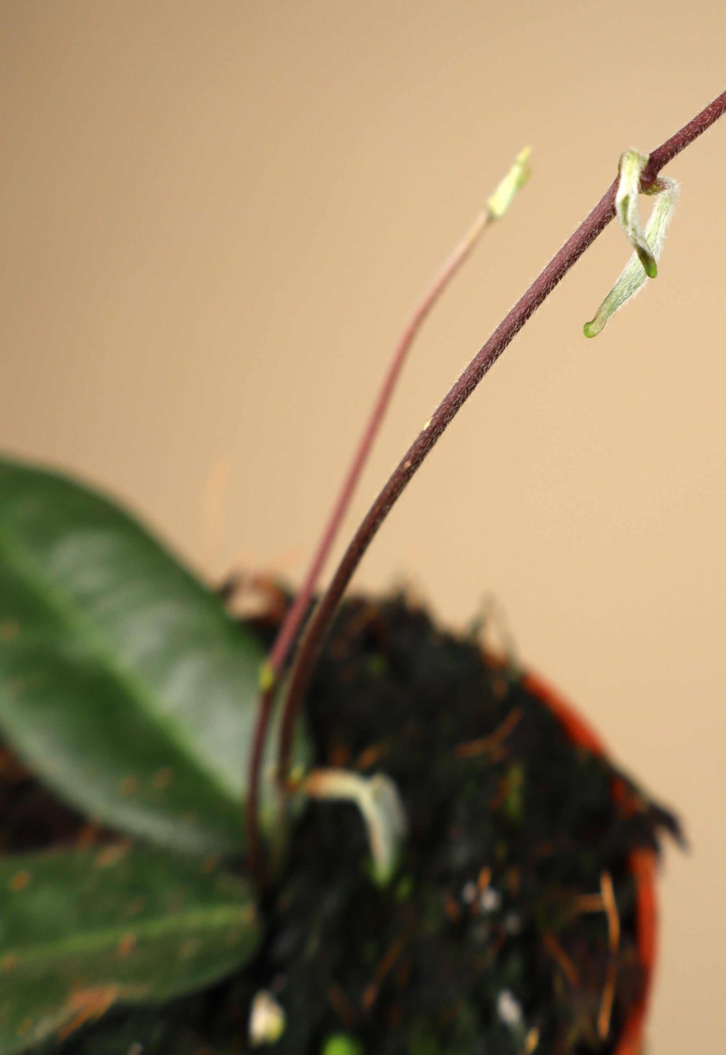 Hoya hypolasia