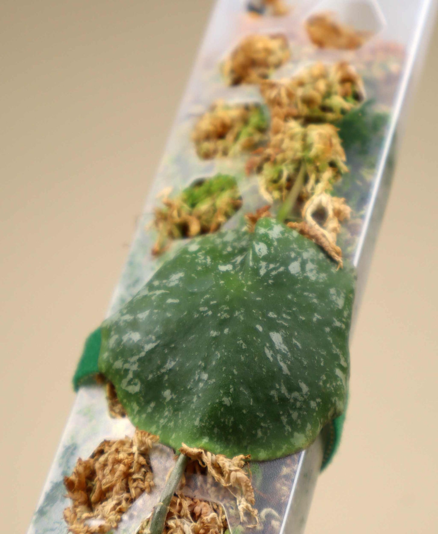 Hoya imbricata