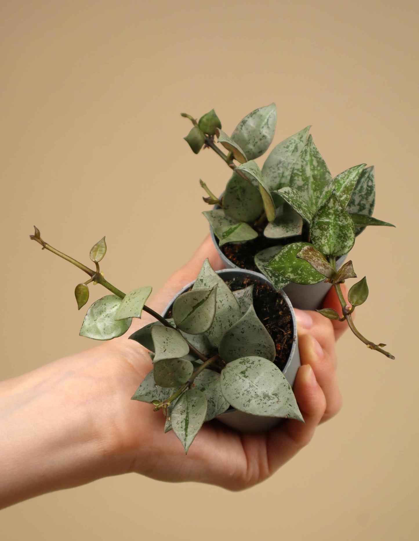 Hoya krohniana 'Eskimo'