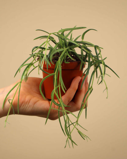 Hoya linearis