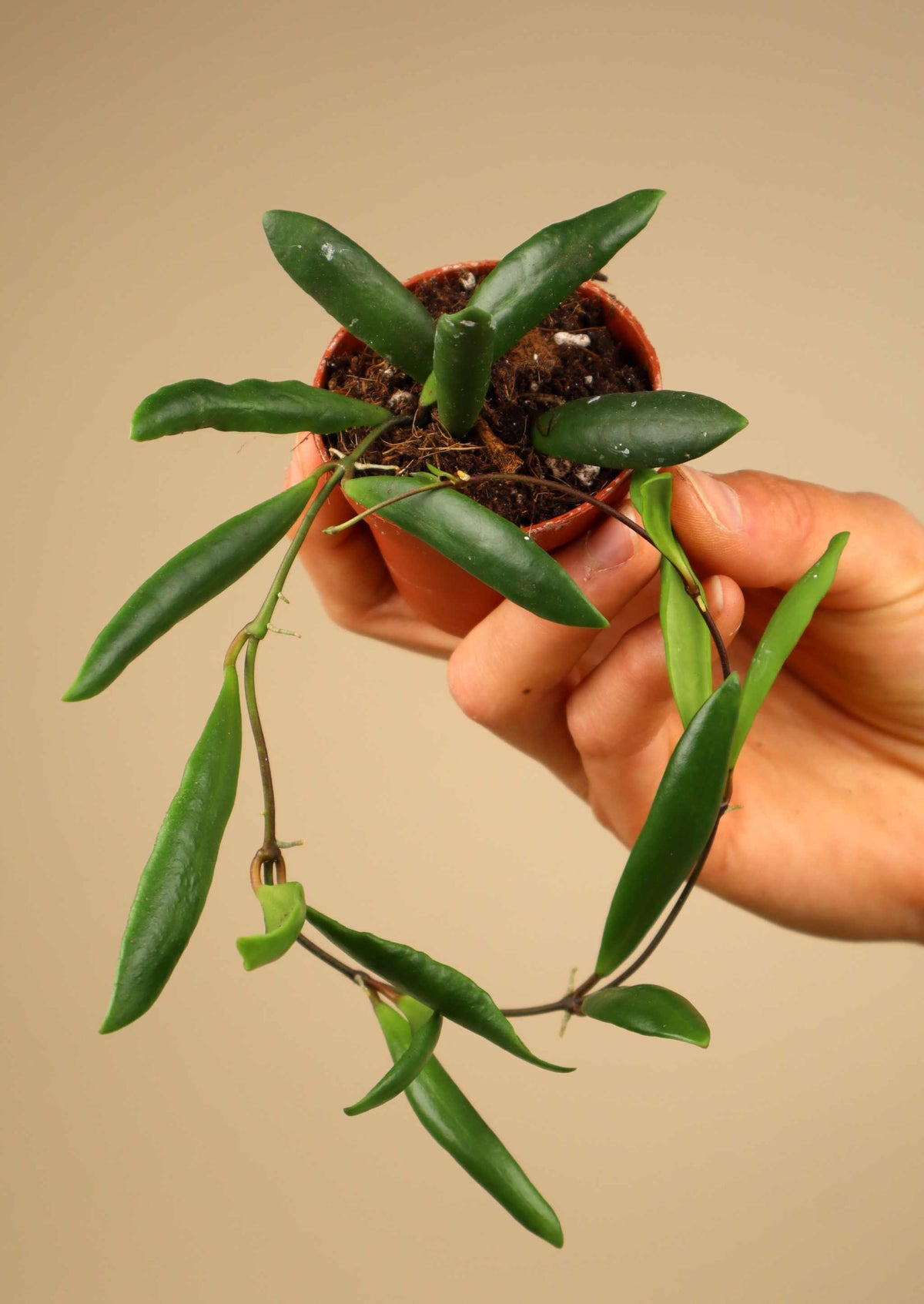 Hoya loheri