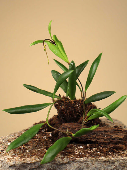 Hoya loheri