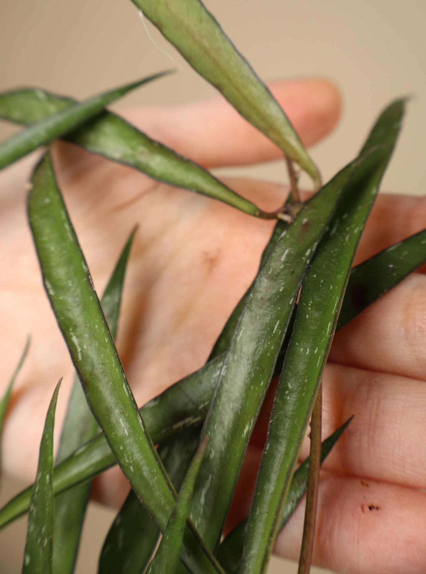 Hoya mirabilis