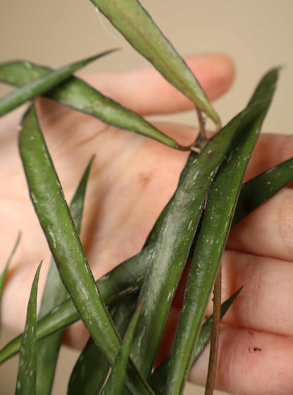 Hoya mirabilis