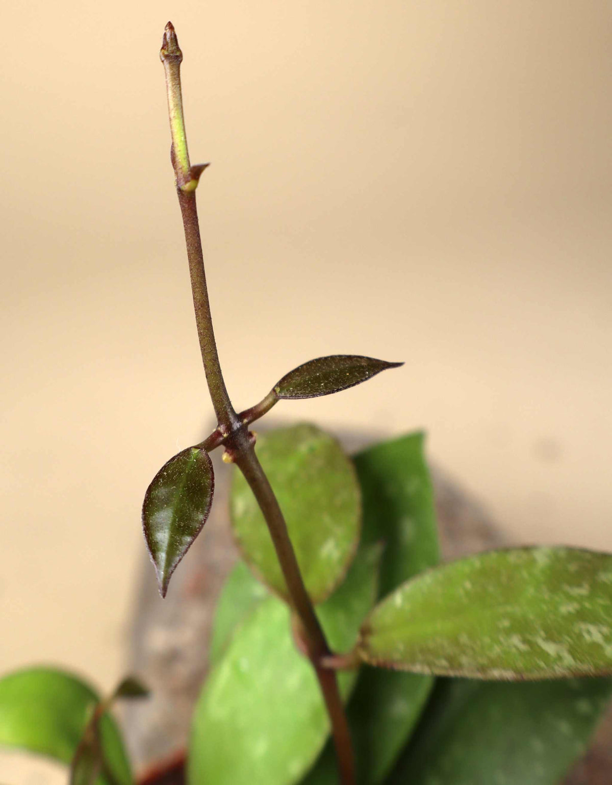 Hoya nabawanensis "splash"