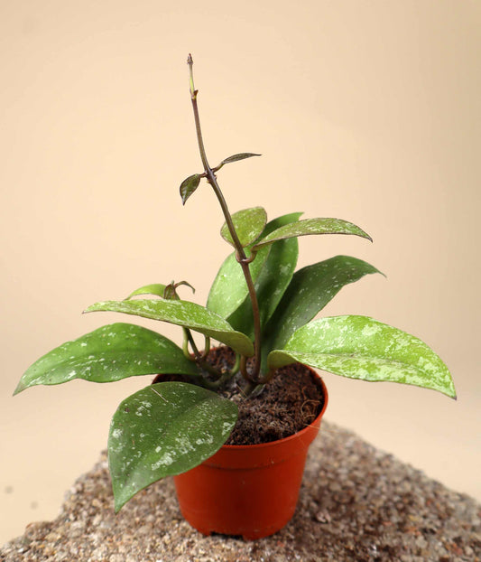 Hoya nabawanensis "splash"