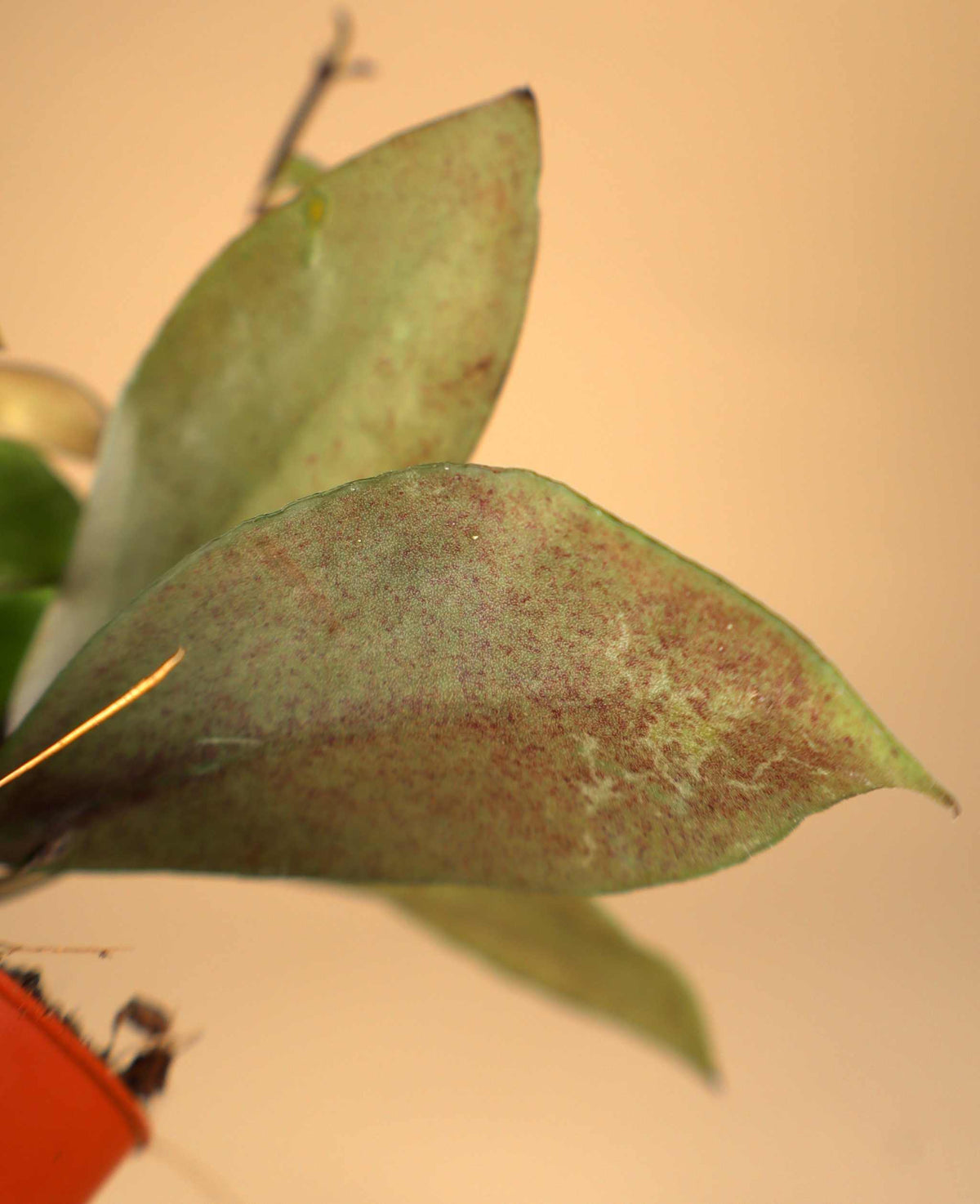 Hoya nabawanensis "splash"