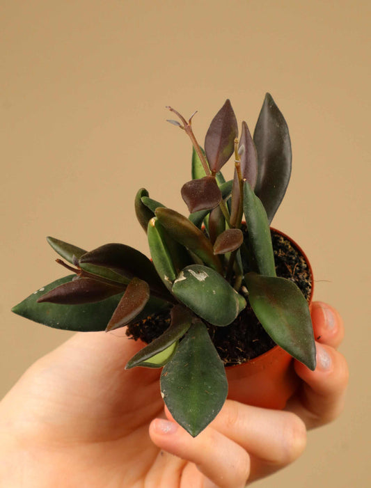 Hoya rosita 'Red Maroon'