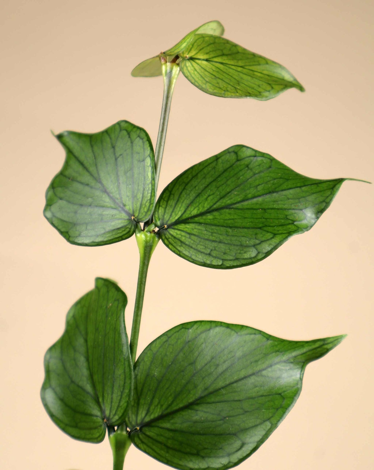 Hoya polyneura