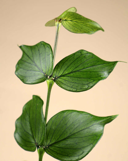 Hoya polyneura