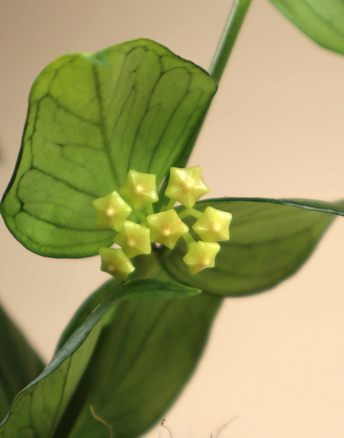Hoya polyneura