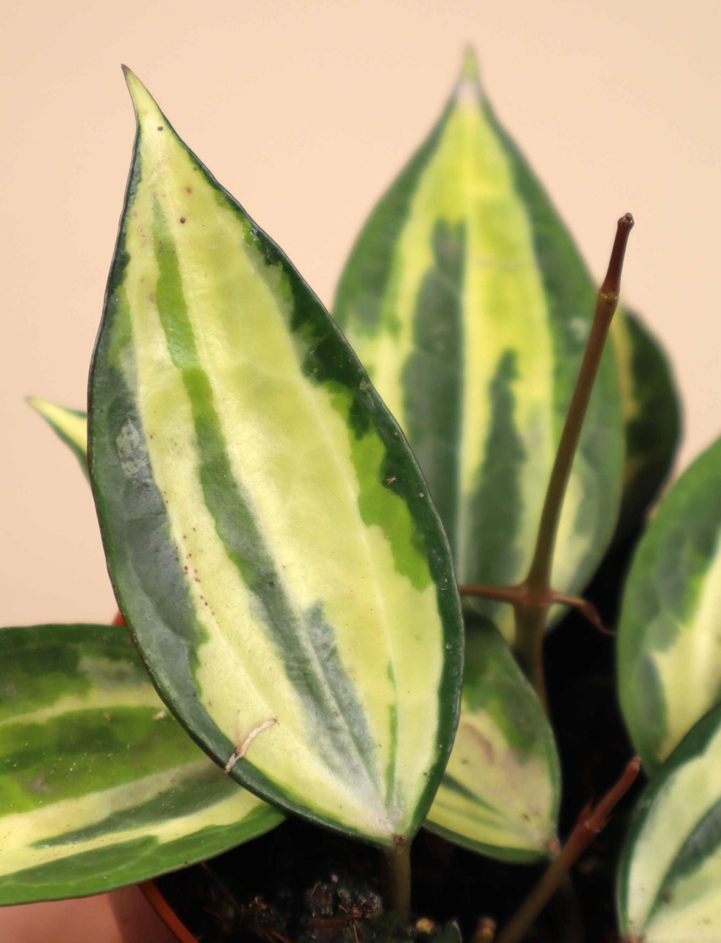 Hoya latifolia 'Pot of Gold'