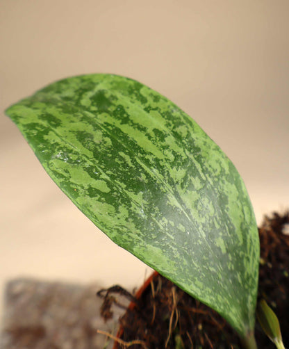 Hoya sp. Rangsan