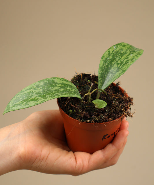 Hoya sp. rangsan