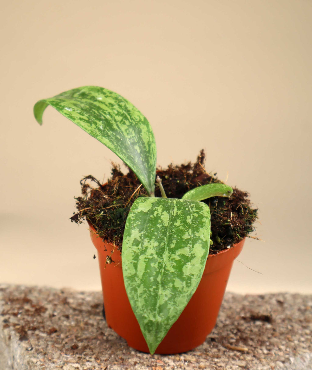 Hoya sp. Rangsan