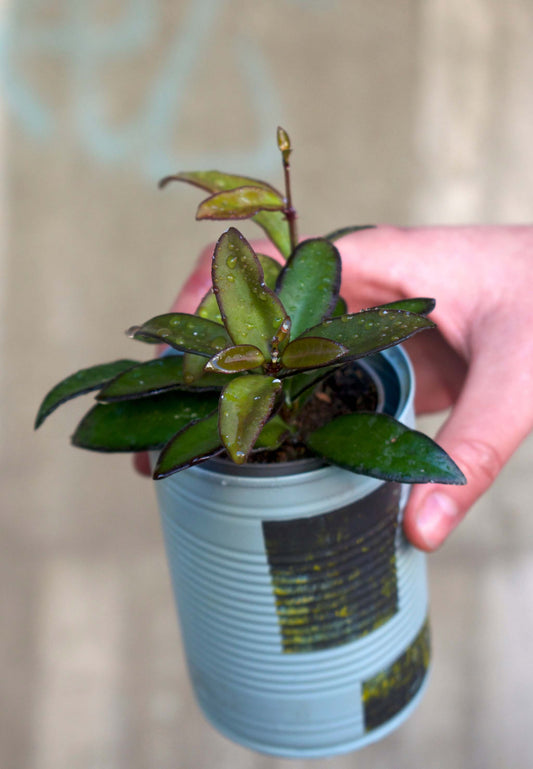 Hoya Rosita
