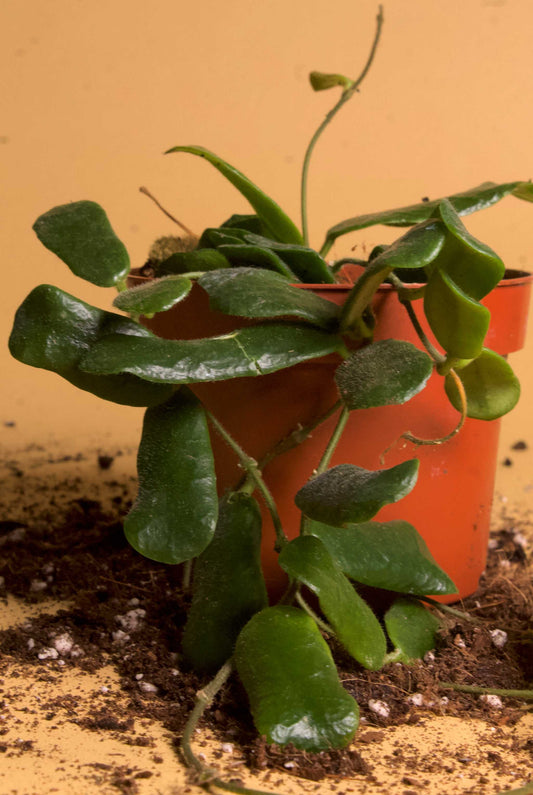 Hoya rotundifolia